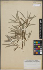 Foto von Salix viminalis L.